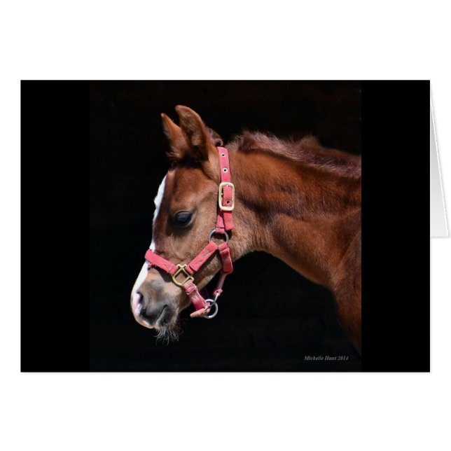 Arabian Foal (Vorderseite (Horizontal))