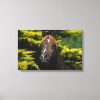 Arabian-Hallion