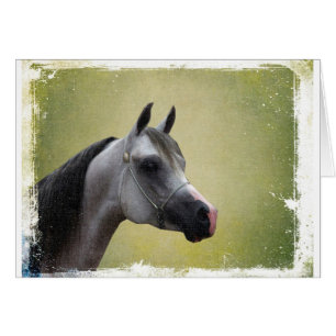 Arabian Horse Grunge