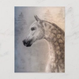 Arabian Horse Postcard Postkarte