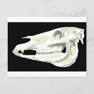 Arabian Horse Skull Postcard Postkarte