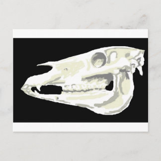 Arabian Horse Skull Postcard Postkarte