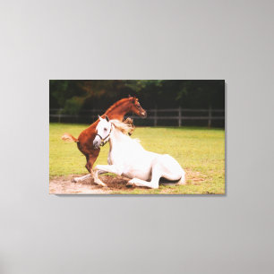 Arabian Mare foal Stretched Canvas Print Leinwanddruck