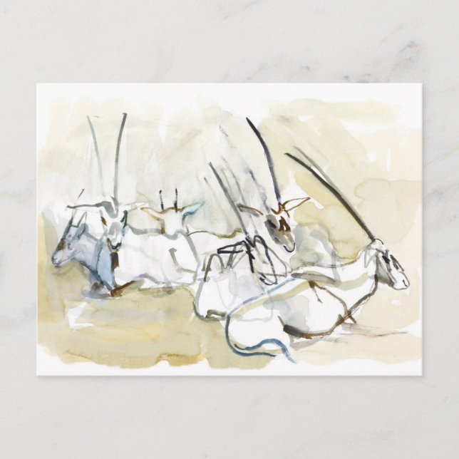 Arabian Oryx 2010 2 Postkarte (Vorderseite)