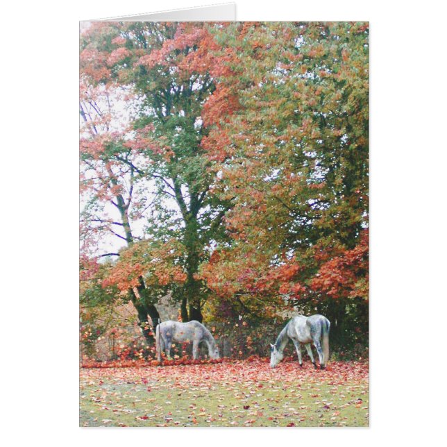 Arabian Pferde Chas & Chiaro (Vorne)