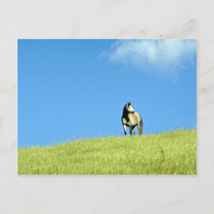 Arabian Stute, Victoria, Australien Postkarte