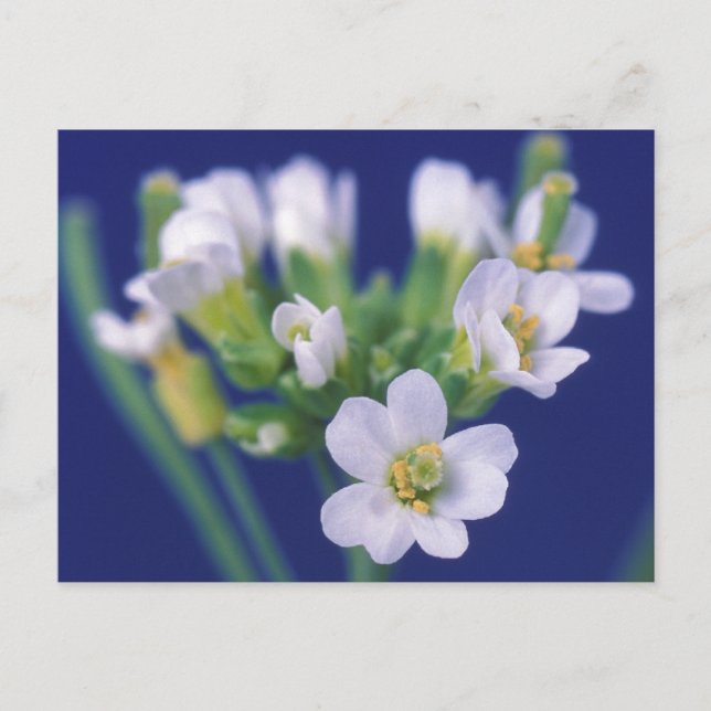 Arabidopsis Thaliana Blume Postkarte (Vorderseite)