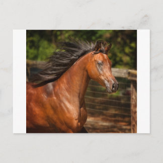 Arabische Bucht Postkarte