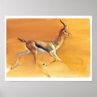 Arabische Gazelle 2010
