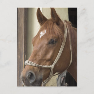 Arabische Pferde Postkarte