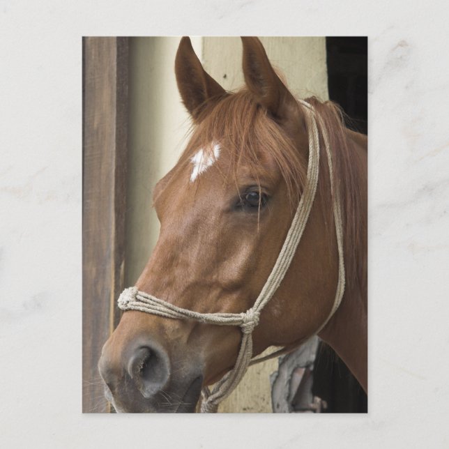Arabische Pferde Postkarte (Vorderseite)