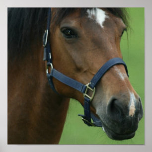 Arabische Pferdebilder drucken Poster