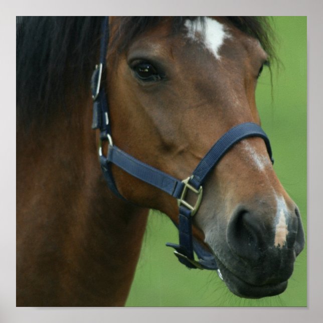 Arabische Pferdebilder drucken Poster (Vorne)