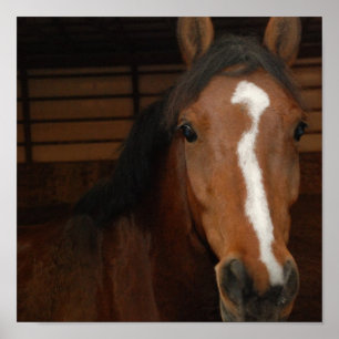 Arabische Pferdedrucke Poster