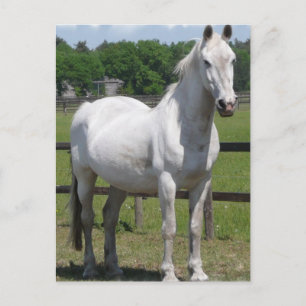 Arabische Pferdepostkarte Postkarte