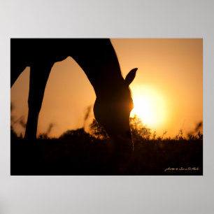 Arabische Silhouette bei Sonnenaufgang Poster