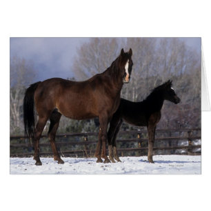 Arabische Stute u. Fohlen im Schnee