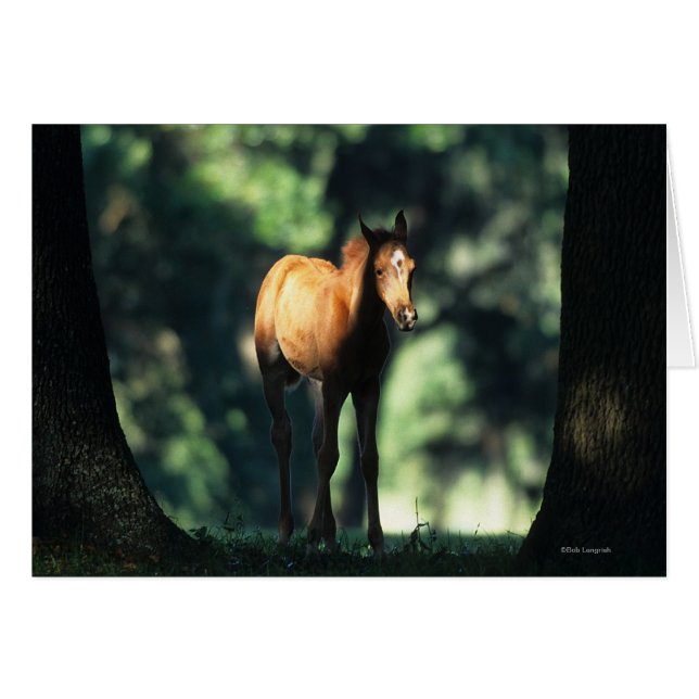 Arabischer Foal in den Bäumen (Vorderseite (Horizontal))