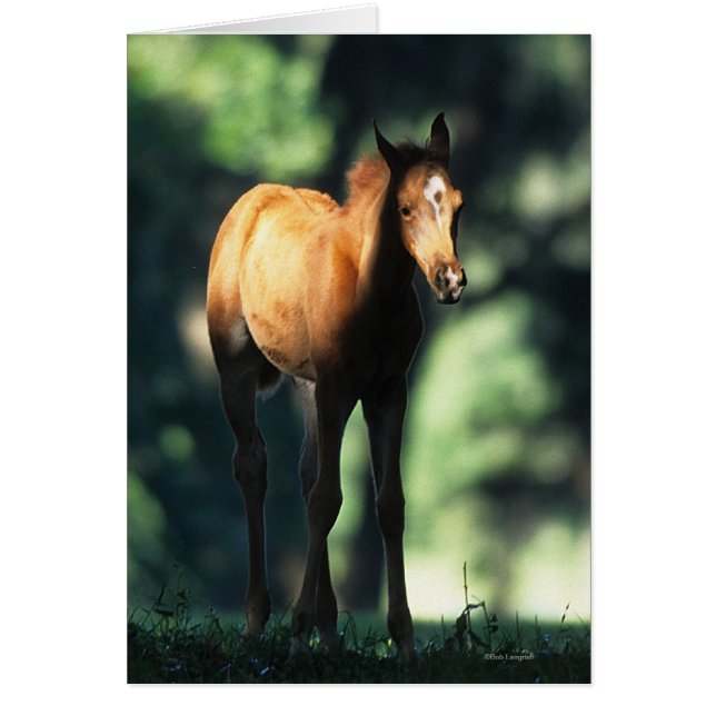 Arabischer Foal in den Bäumen (Vorne)