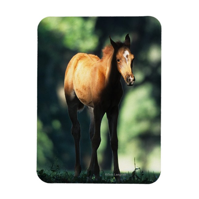 Arabischer Foal in den Bäumen Magnet (Vertikal)