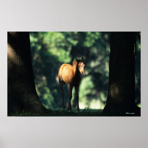 Arabischer Foal in den Bäumen Poster