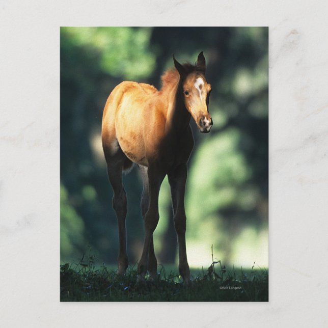 Arabischer Foal in den Bäumen Postkarte (Vorderseite)