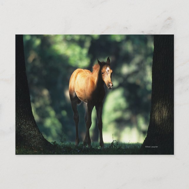 Arabischer Foal in den Bäumen Postkarte (Vorderseite)