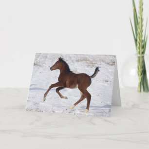 Arabischer Fohlen im Schnee Karte