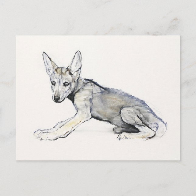 Arabischer Jugendlicher Wolf Pup 2009 Postkarte (Vorderseite)