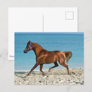 Arabischer Kastanienhengst am Strand Postkarte