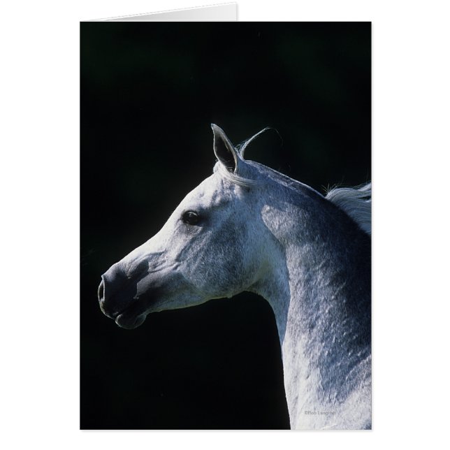 Arabischer PferdeHeadshot 2 (Vorne)