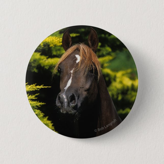 Arabischer Stallion Button (Vorderseite)