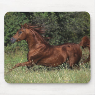 Arabischer Stallion, der in das Gras läuft Mousepad