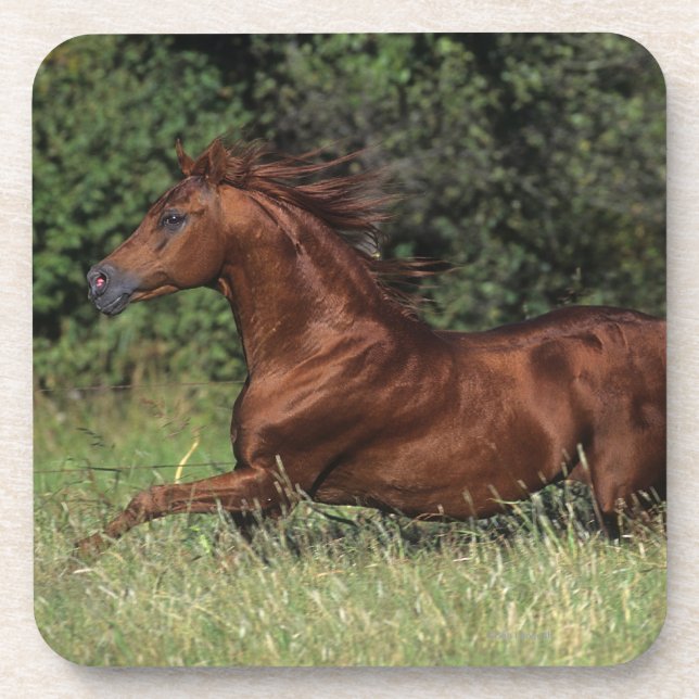 Arabischer Stallion, der in das Gras läuft Untersetzer (Vorderseite)