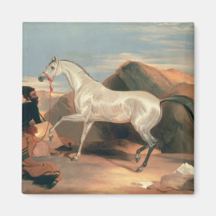 Arabischer Stallion Magnet
