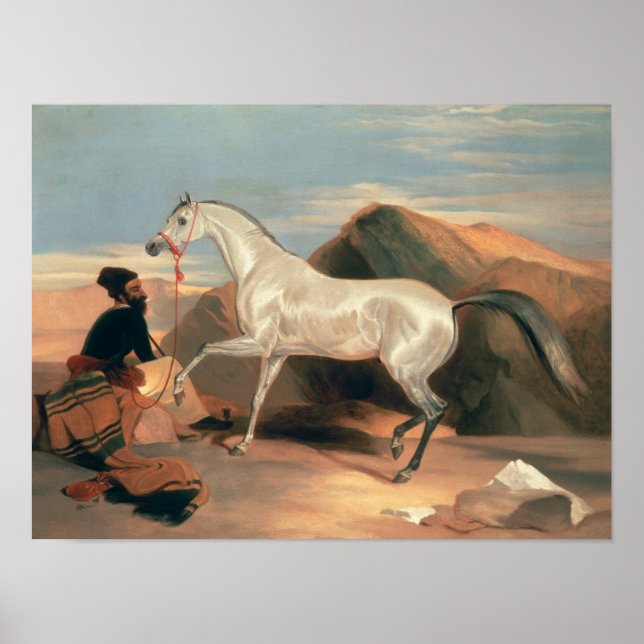 Arabischer Stallion Poster (Vorne)