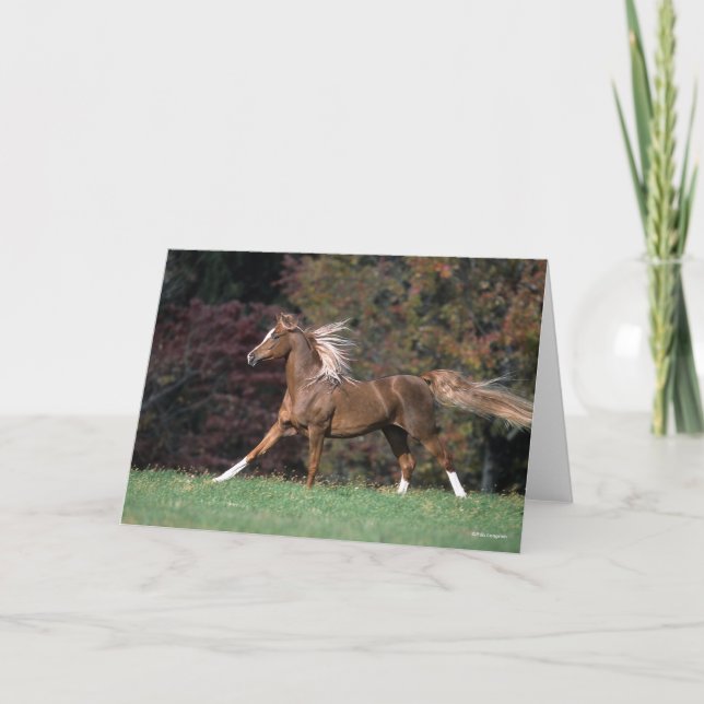 Arabischer Stalon, der Mist und Schwanz flammt Karte (Vorderseite)