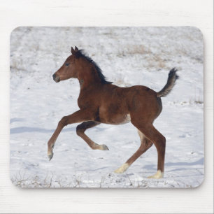 Arabisches Fohlen im Schnee Mousepad
