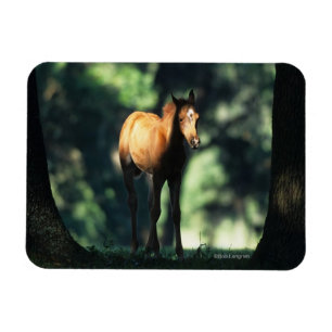 Arabisches Fohlen in den Bäumen Magnet