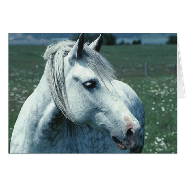 Arabisches Pferd (Vorderseite (Horizontal))