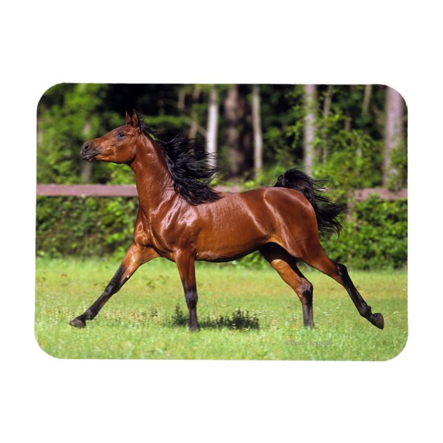 Arabisches Pferd 2 Magnet (Horizontal)