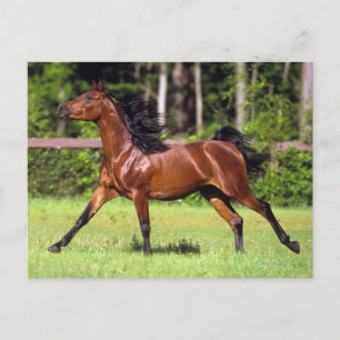 Arabisches Pferd 2 Postkarte