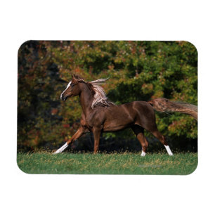 Arabisches Pferd auf Grassy Field Magnet