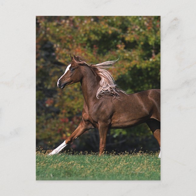 Arabisches Pferd auf Grassy Field Postkarte (Vorderseite)
