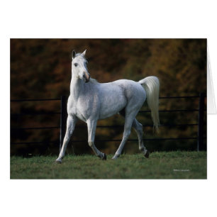 Arabisches Pferd, das 1 laufen lässt