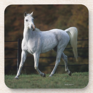 Arabisches Pferd, das 1 laufen lässt Getränkeuntersetzer