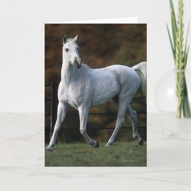 Arabisches Pferd, das 1 laufen lässt Karte (Vorderseite)