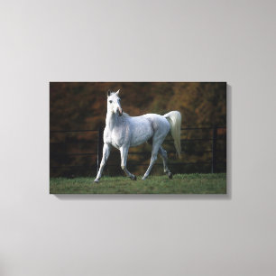 Arabisches Pferd, das 1 laufen lässt Leinwanddruck