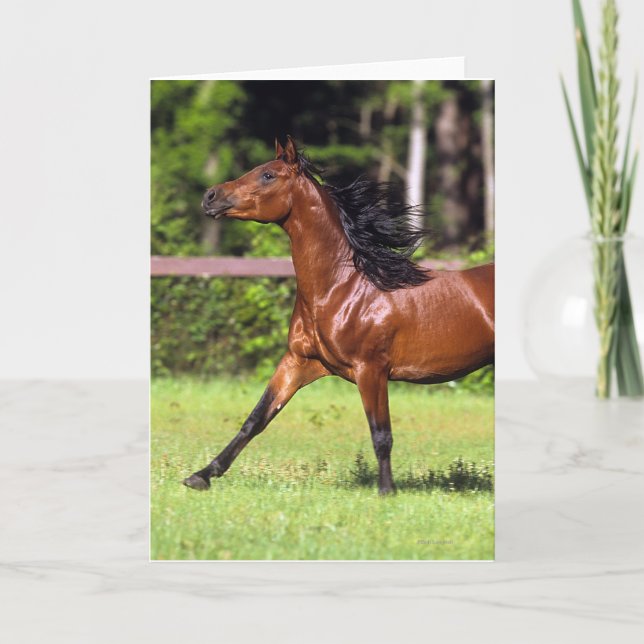 Arabisches Pferd, das 2 laufen lässt Karte (Vorderseite)