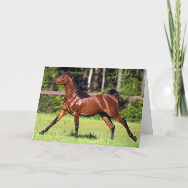 Arabisches Pferd, das 2 laufen lässt Karte (Vorderseite)